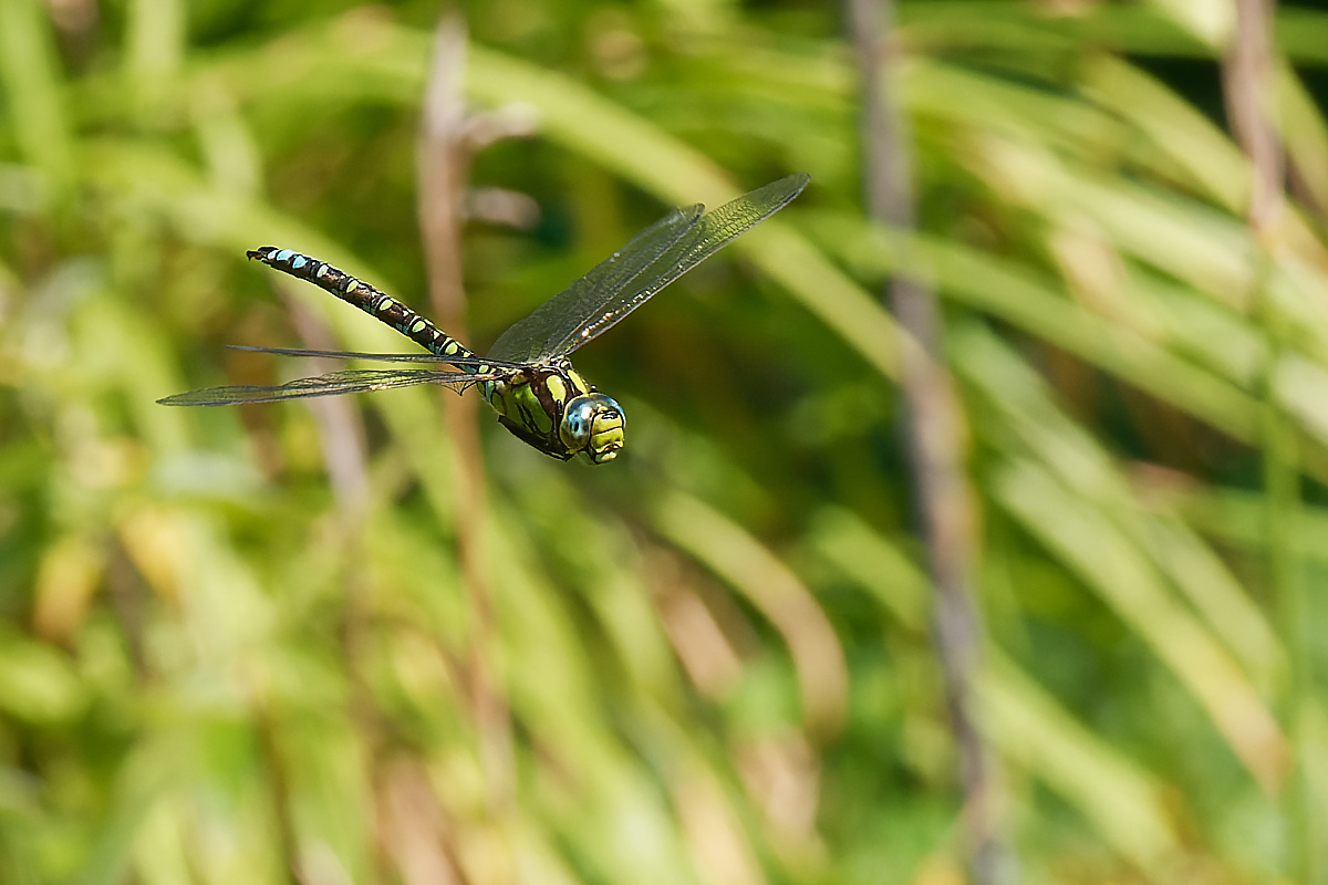 N7296651nikon.jpg