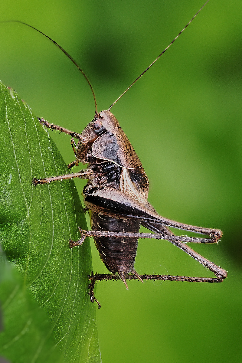 N8016781_10_focusstackingnikon.jpg