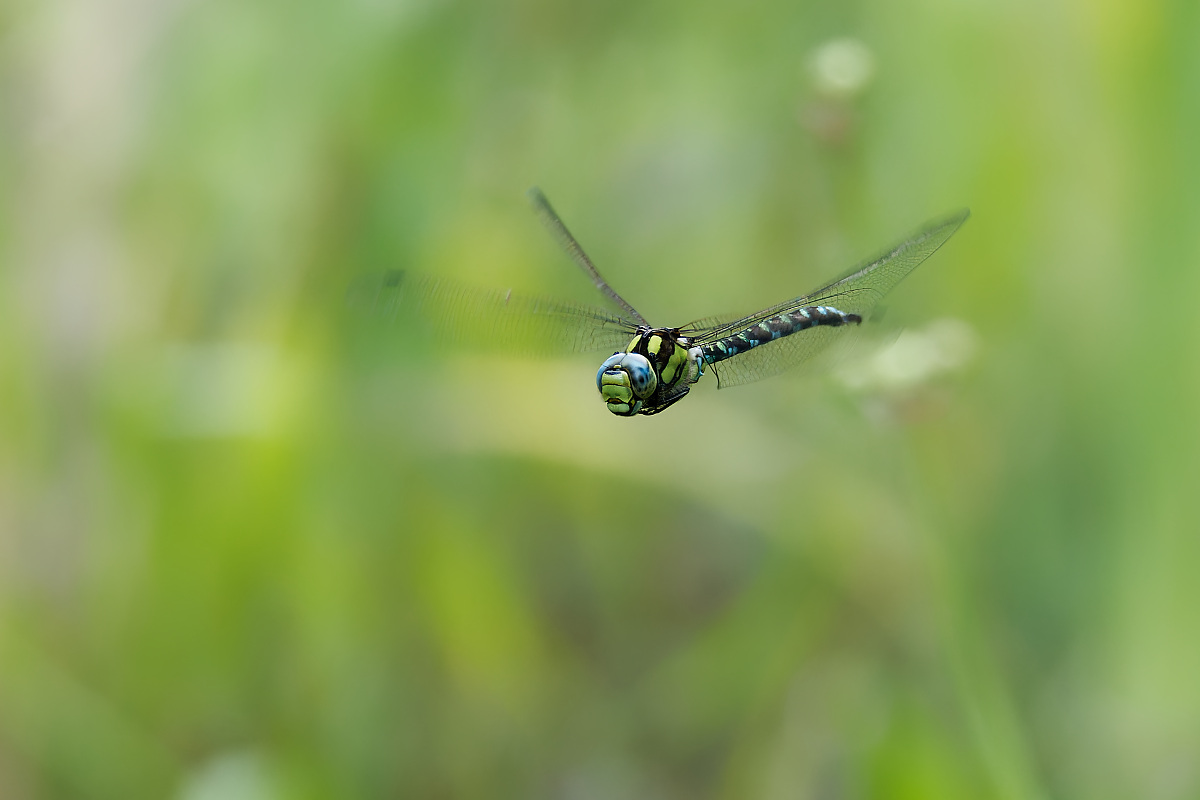 N8026947nikon.jpg