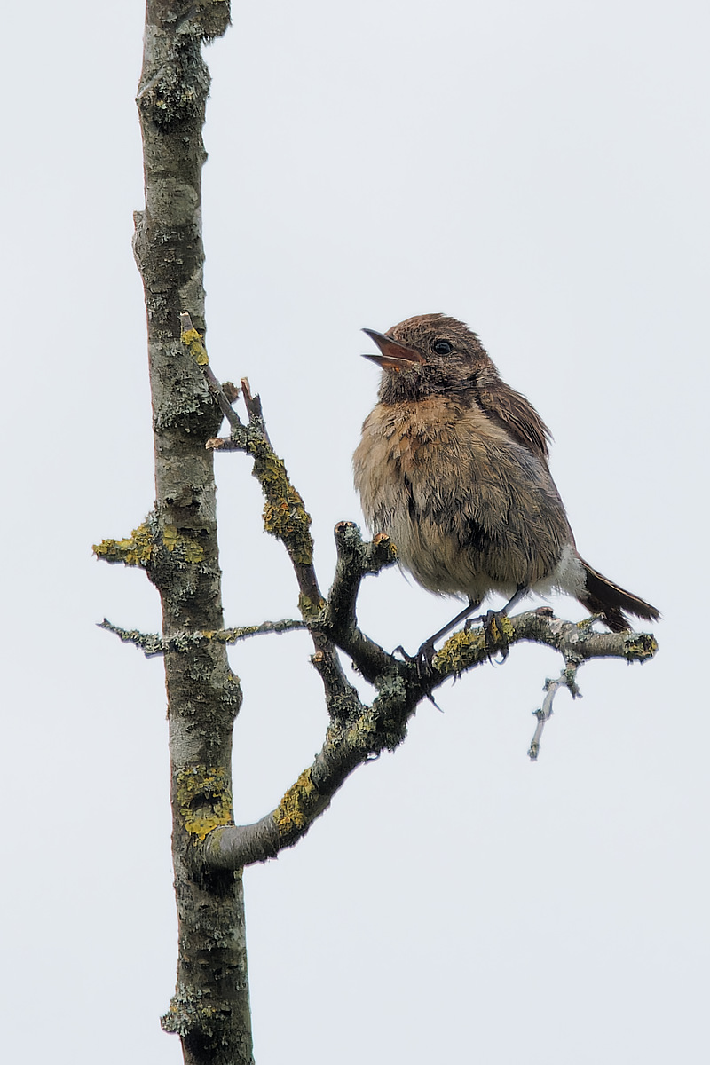 N8084738nikon-1.jpg
