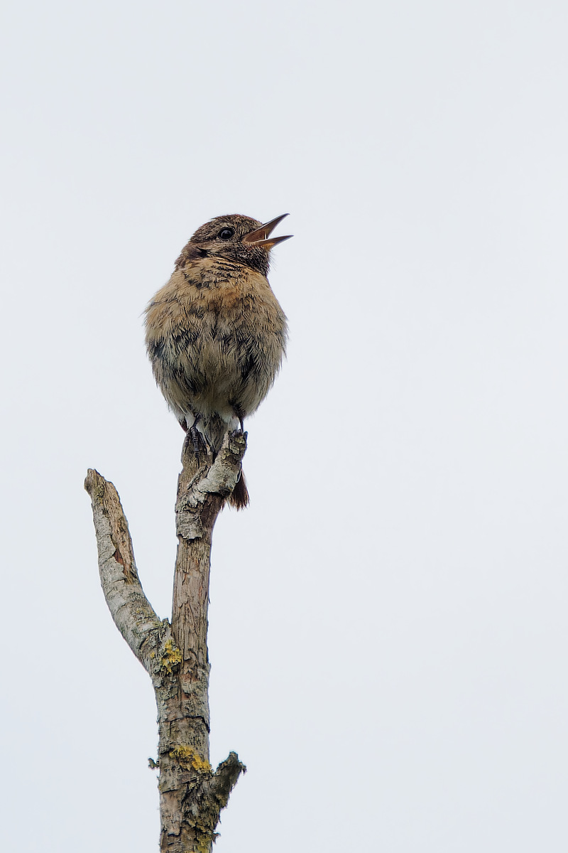 N8084768nikon-1.jpg