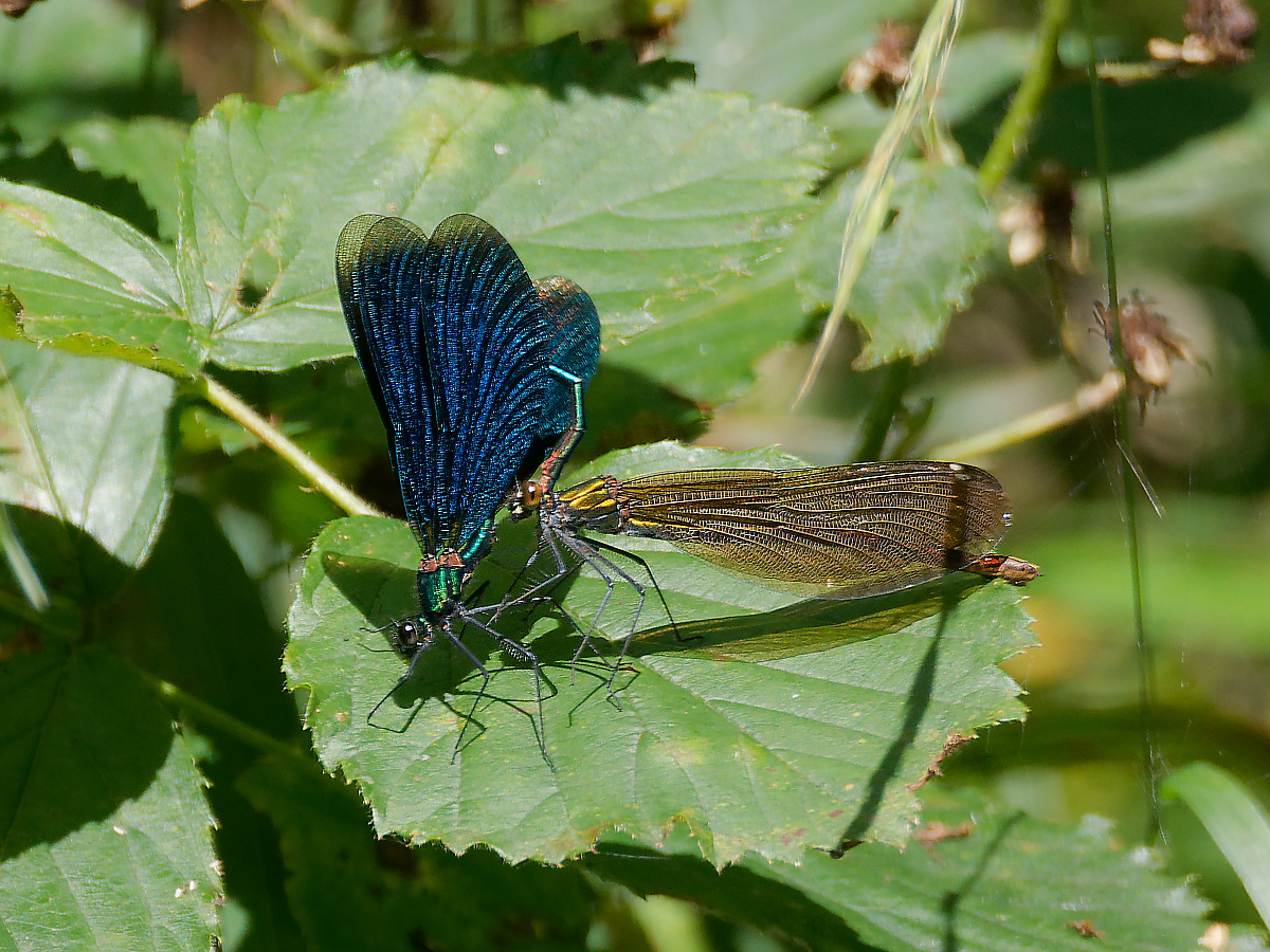 N8087739nikon.jpg