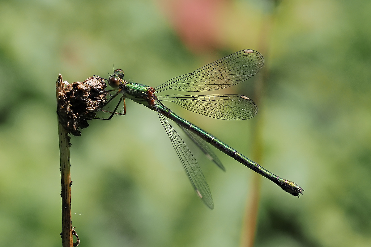 N8104983_9_focusstackingnikon.jpg