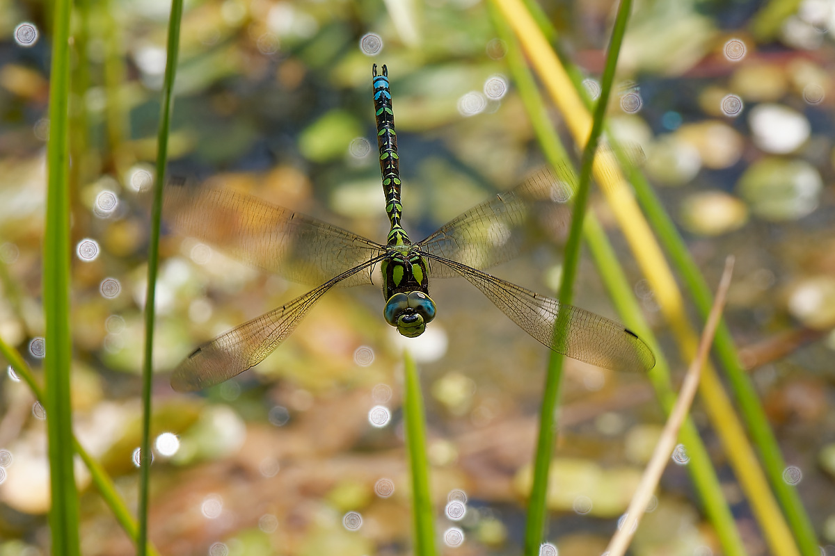 N8105000nikon.jpg