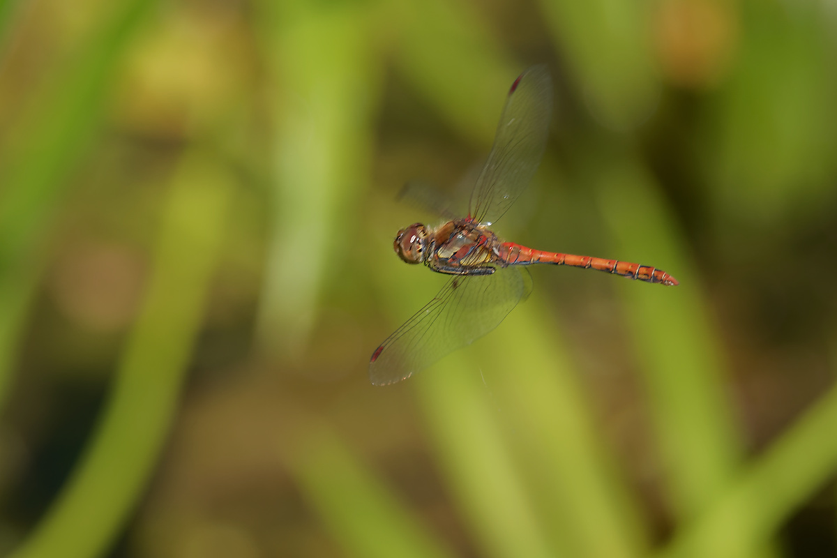 N8118783nikon.jpg