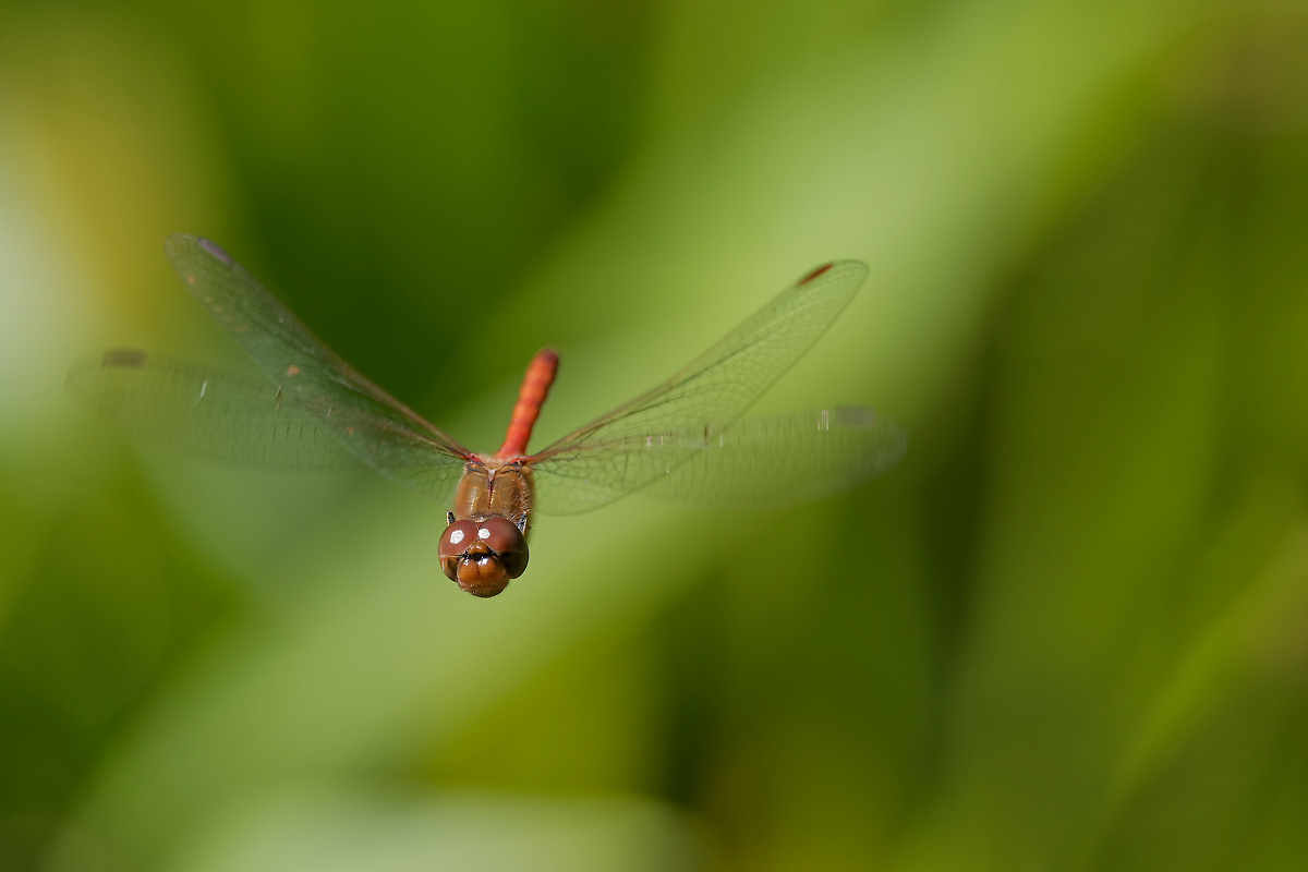 N8118850nikon.jpg