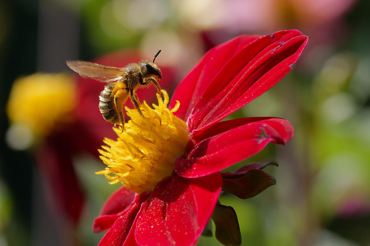 N8175483nikon.jpg