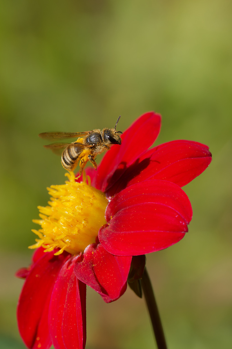 N8175534nikon.jpg