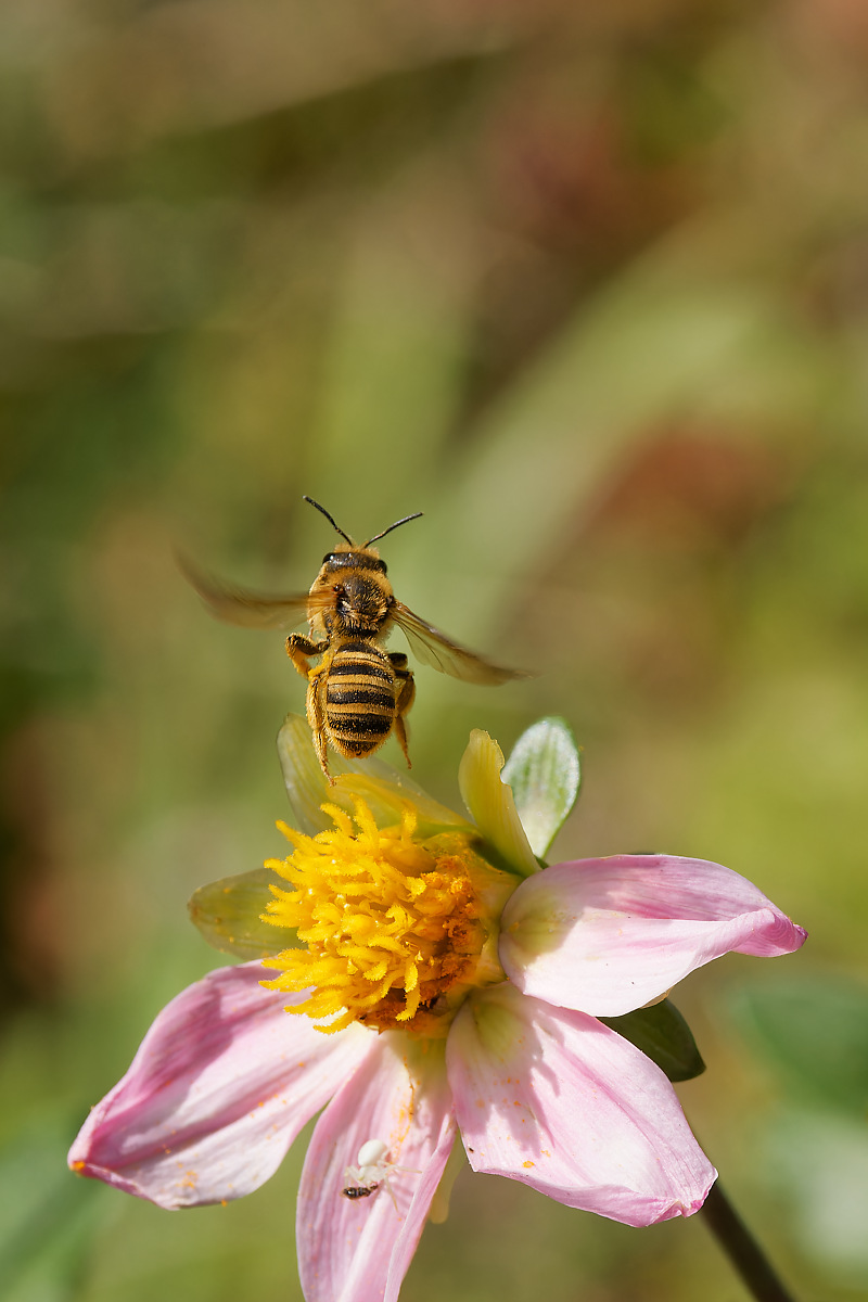 N8175683nikon.jpg