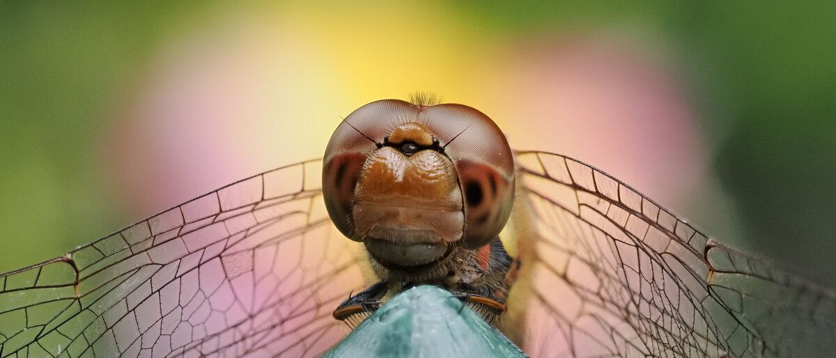 N8239855_6_focusstackingoly.jpg