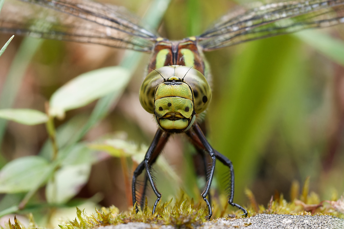 N8259992nikon.jpg