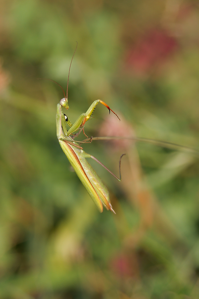 N8266650nikon.jpg