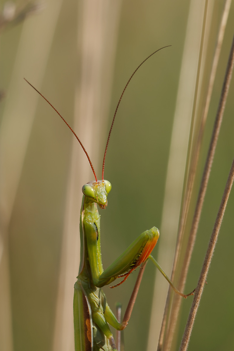 N8266716nikon.jpg