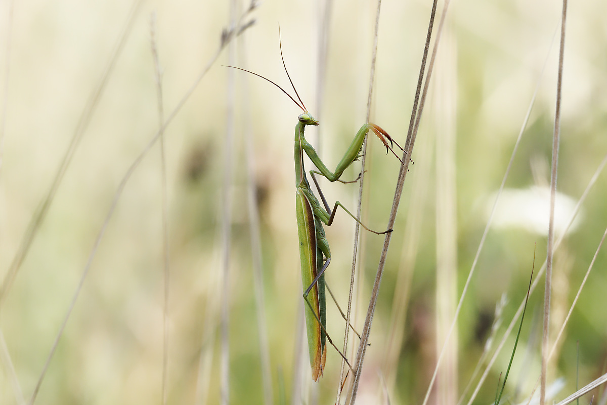 N8266721nikon-1.jpg