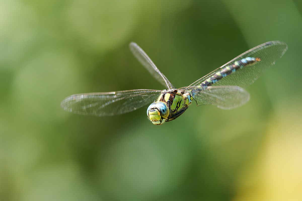 N9050775nikon-1.jpg
