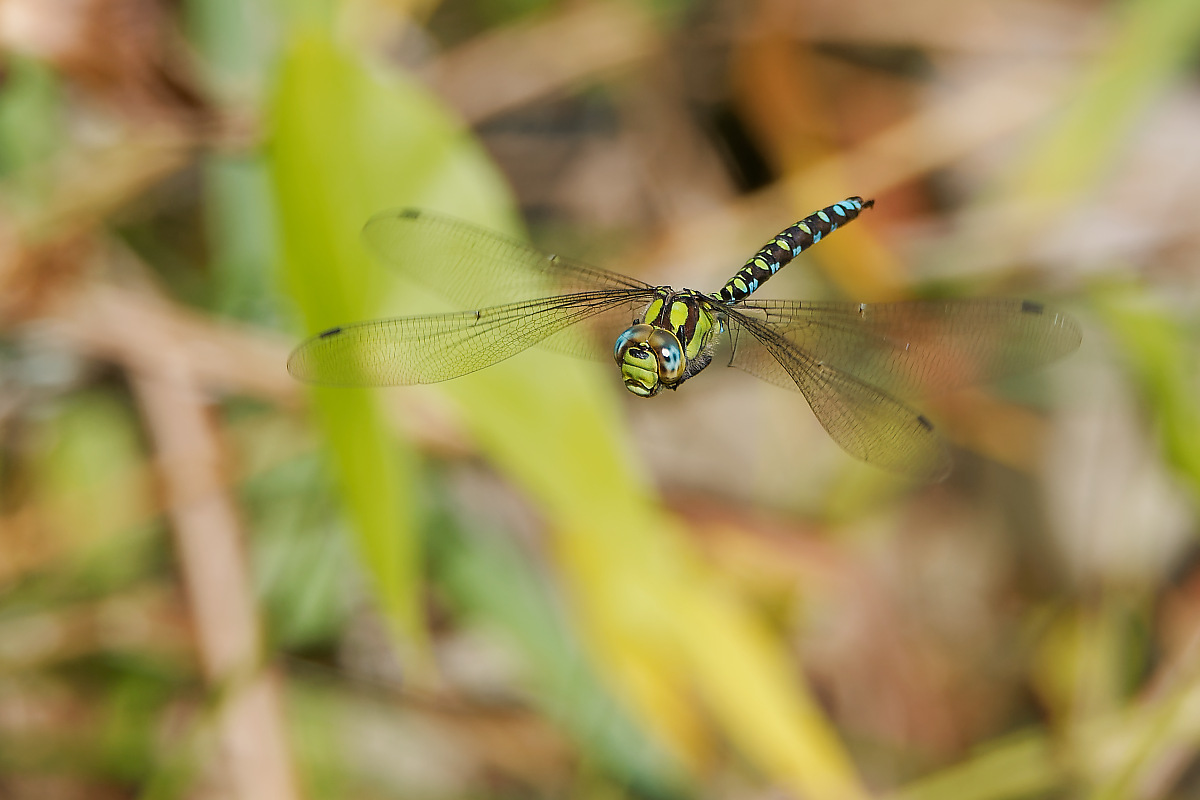 N9077190nikon.jpg