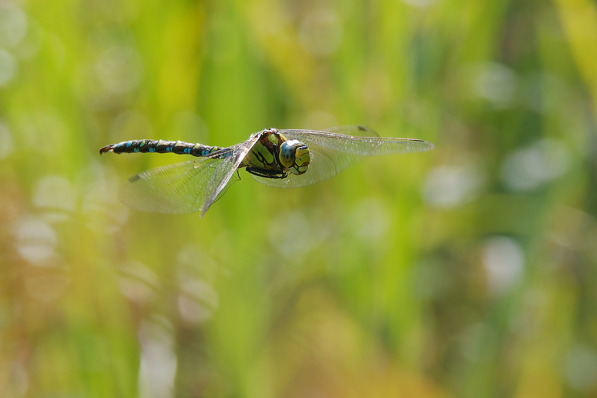 N9117527nikon.jpg