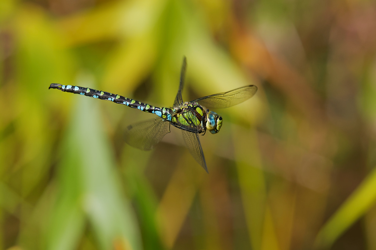 N9127622nikon.jpg