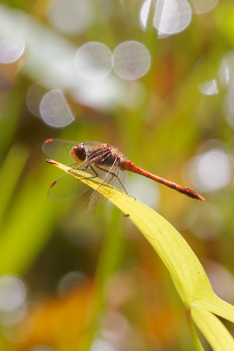 N9137660nikon.jpg