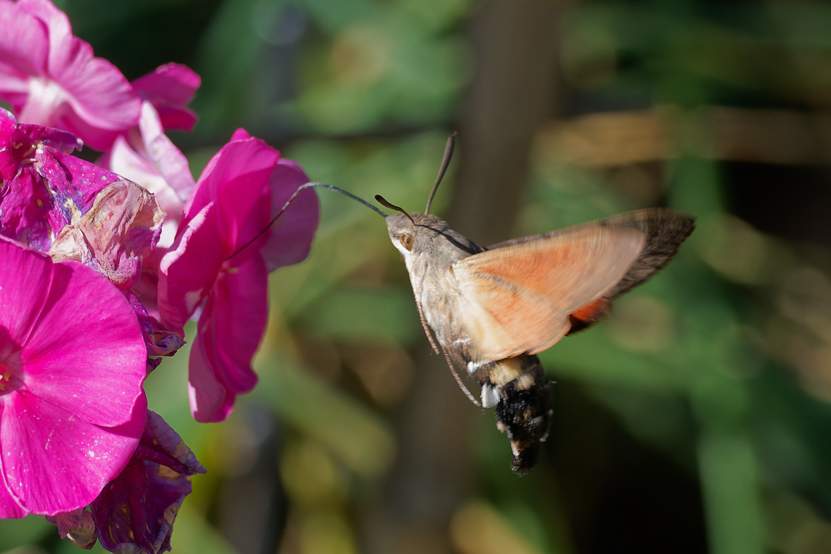 N9197866nikon.jpg