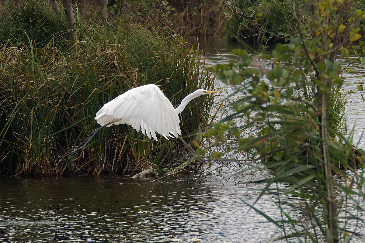 N9268116nikon.jpg