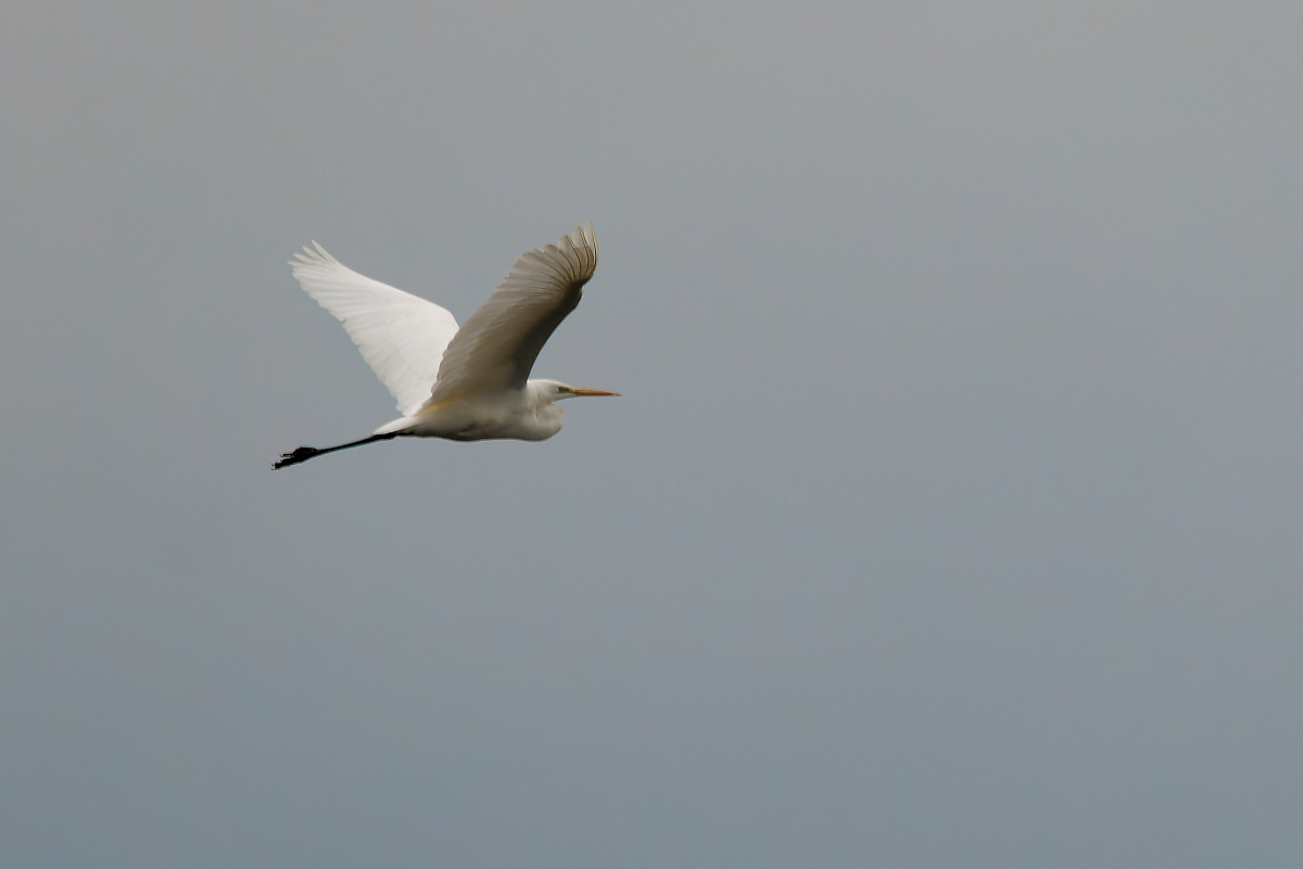 N9268313nikon.jpg
