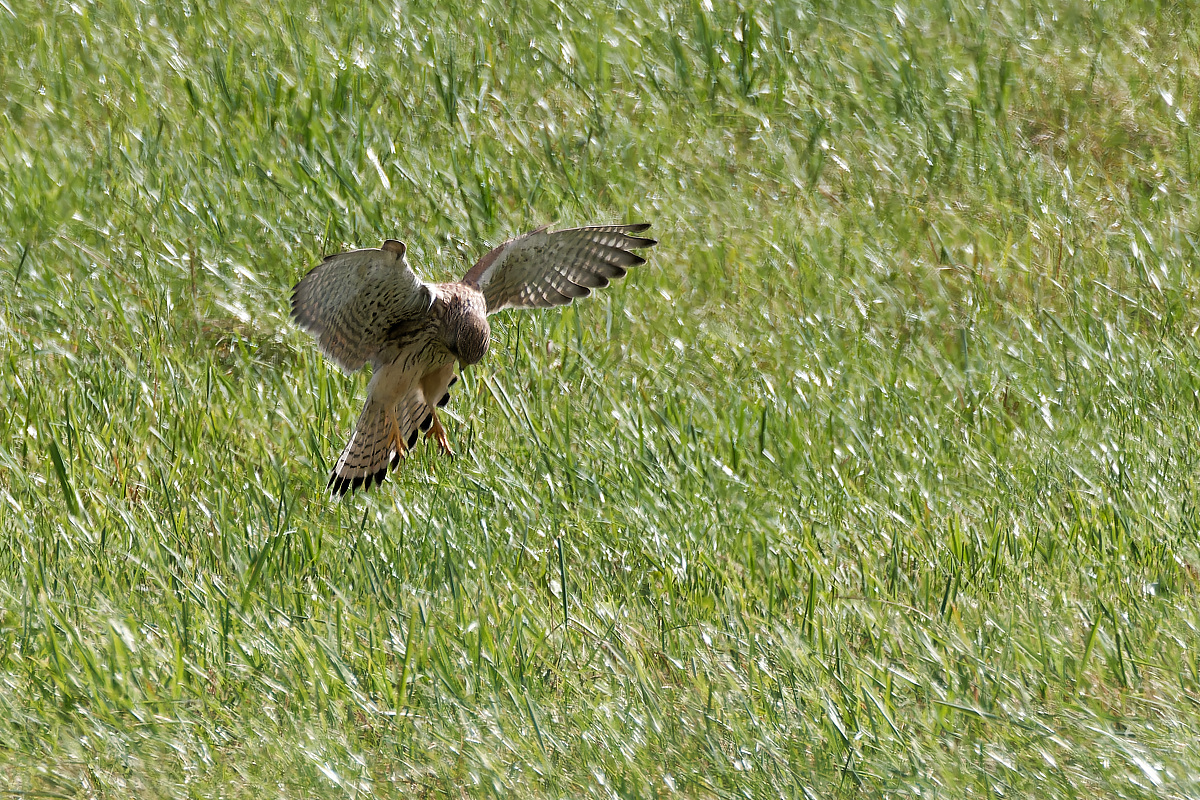 N9282170nikon.jpg