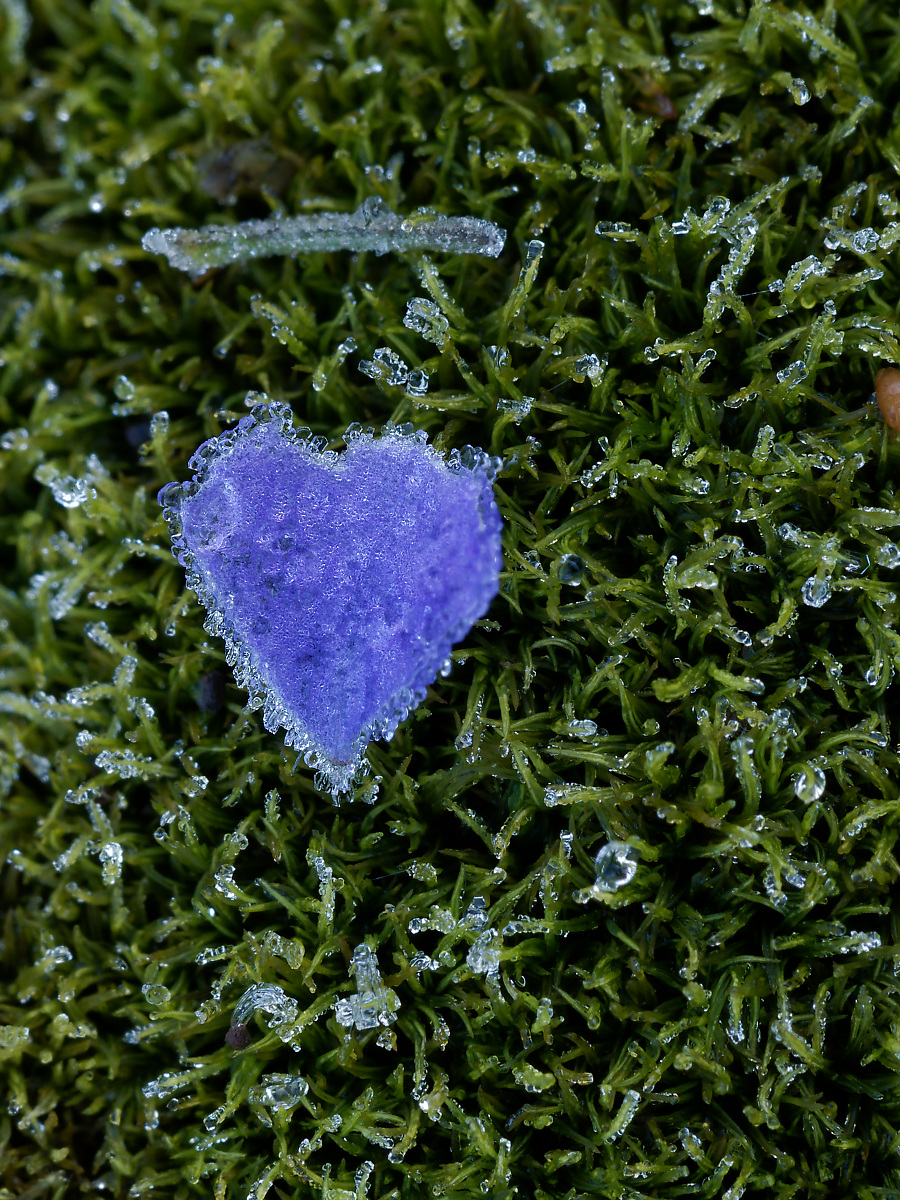 N9292449nikon.jpg