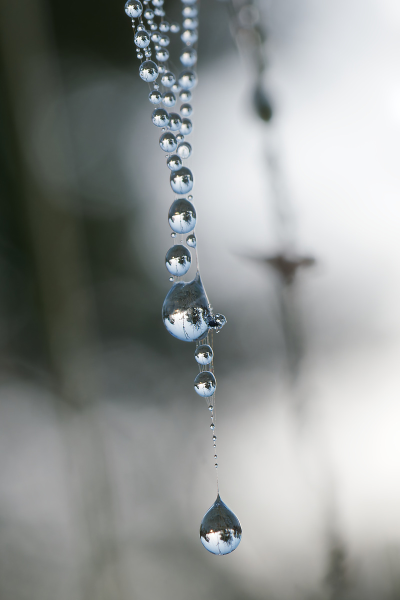 N9292463nikon.jpg