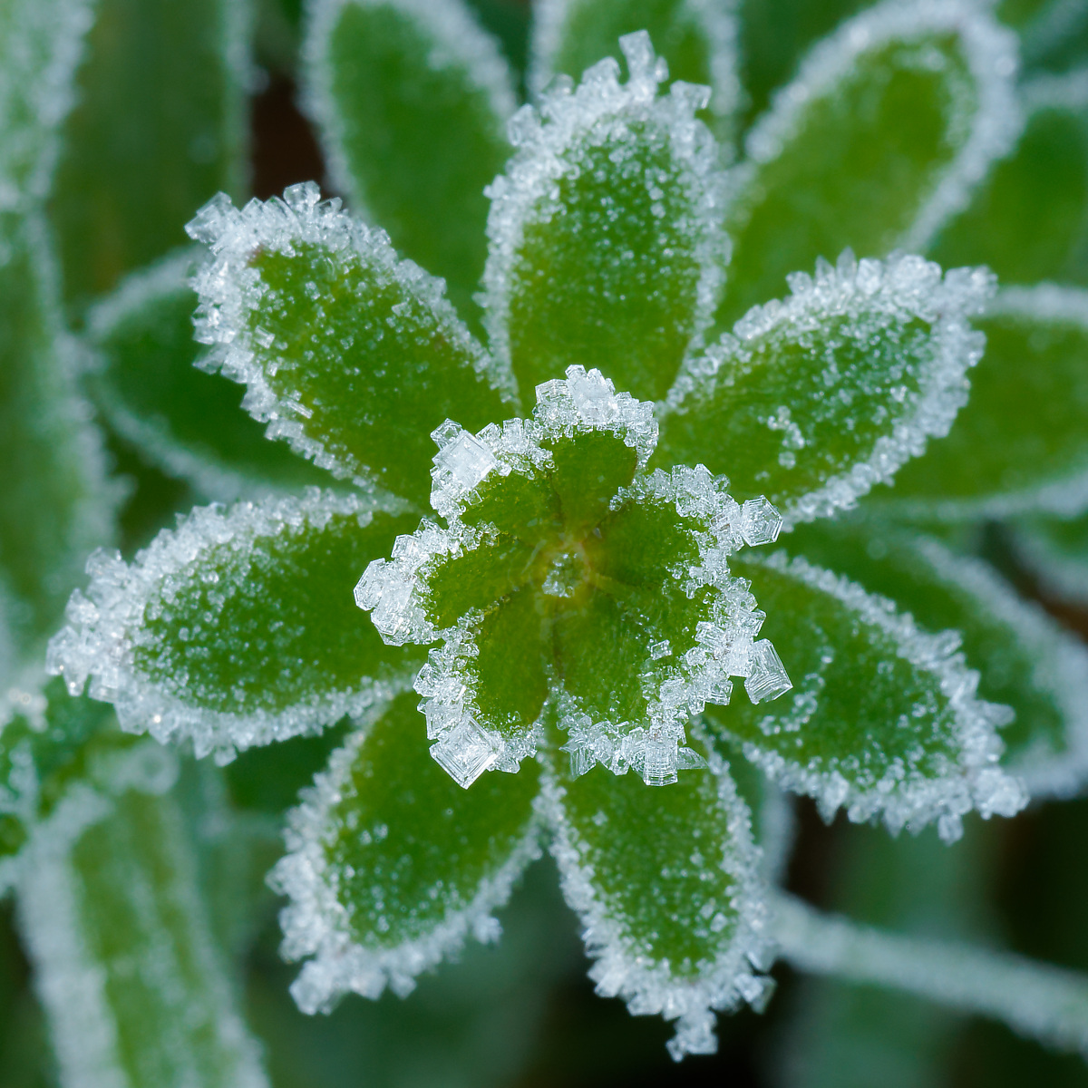 N9292475nikon.jpg