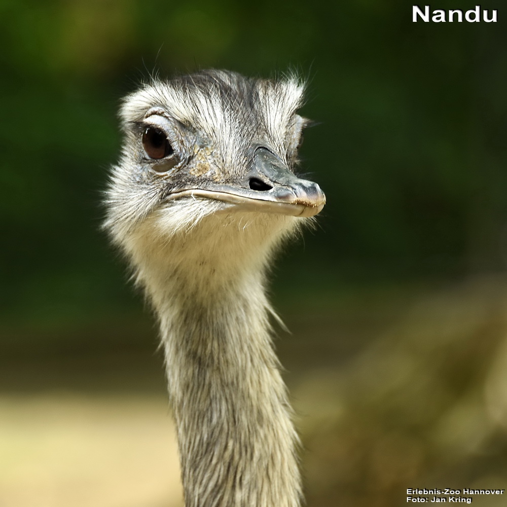 Na du Nandu