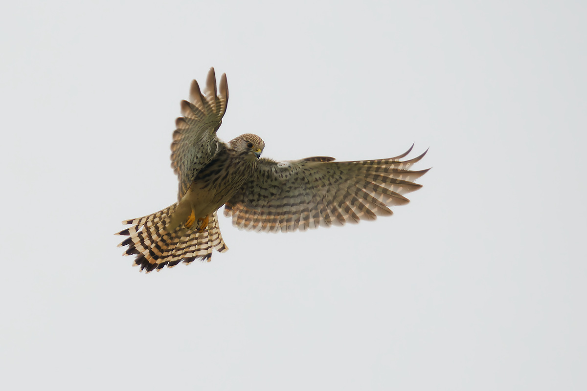 NA119033nikon.jpg
