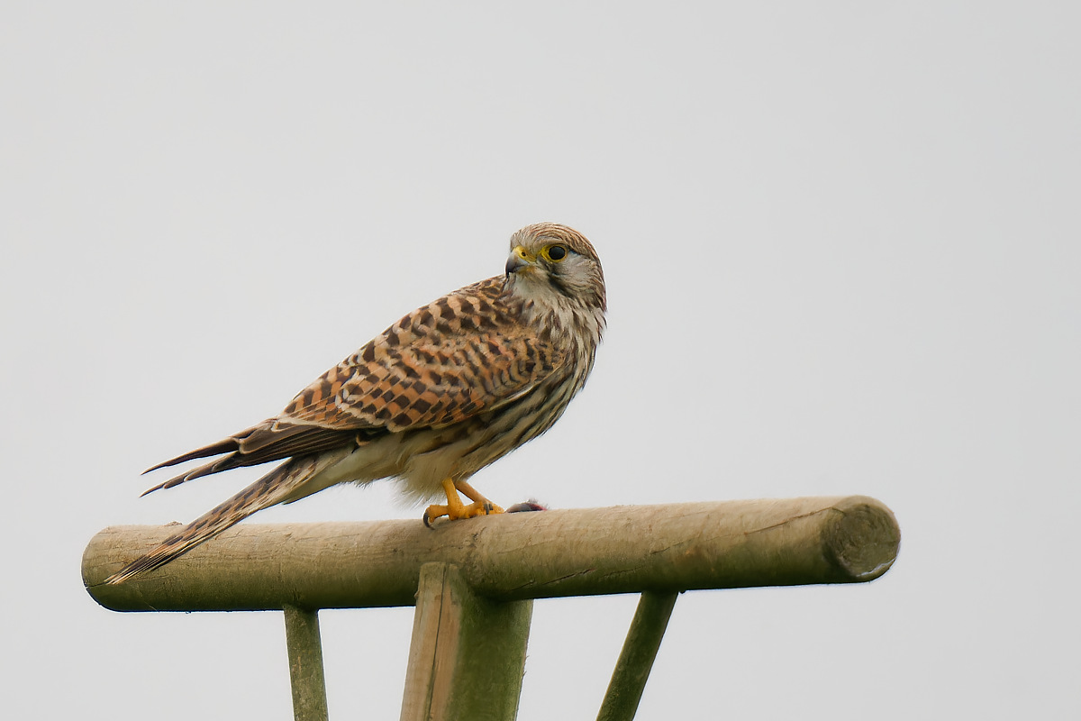 NA119222nikon.jpg