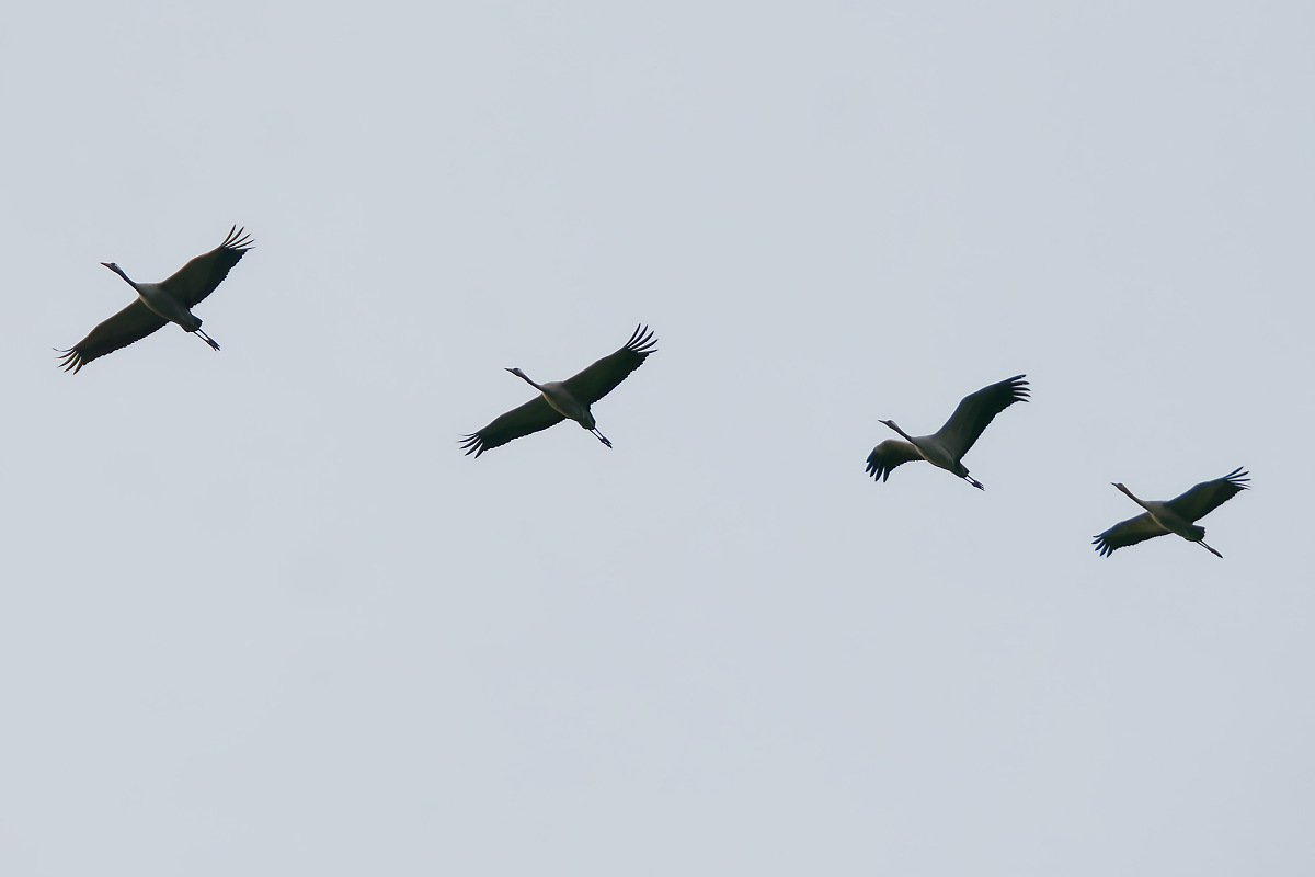 NA189707nikon.jpg
