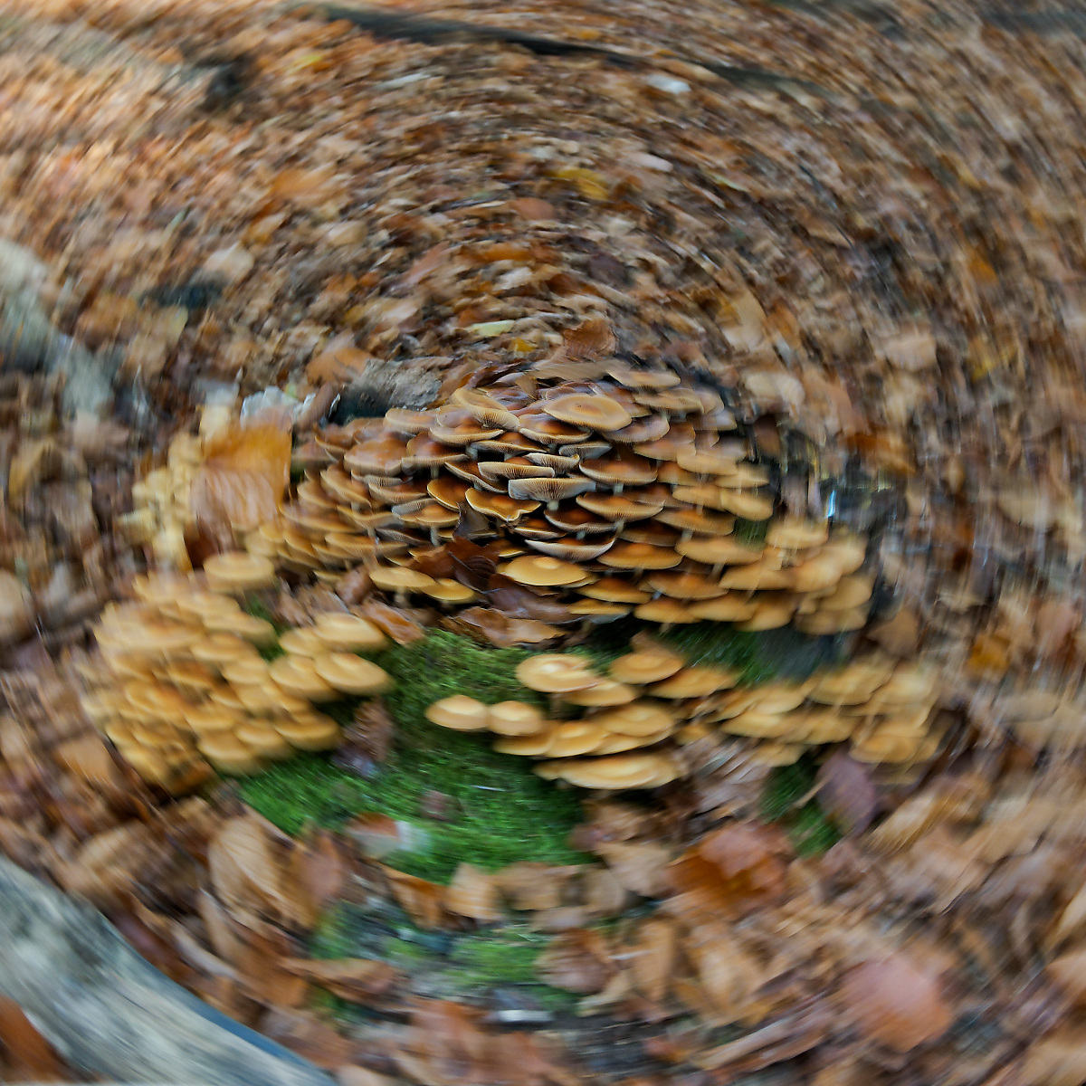 NA313215nikon.jpg