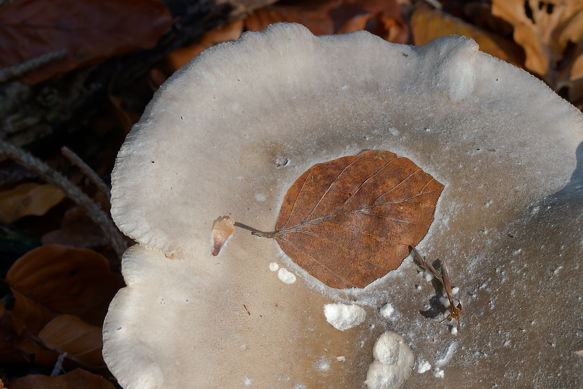 NA313217nikon.jpg