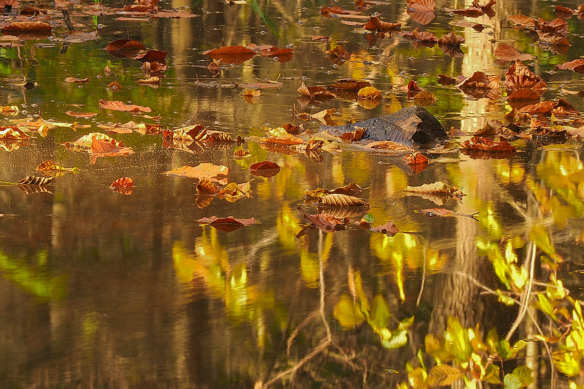 NA313243nikon.jpg