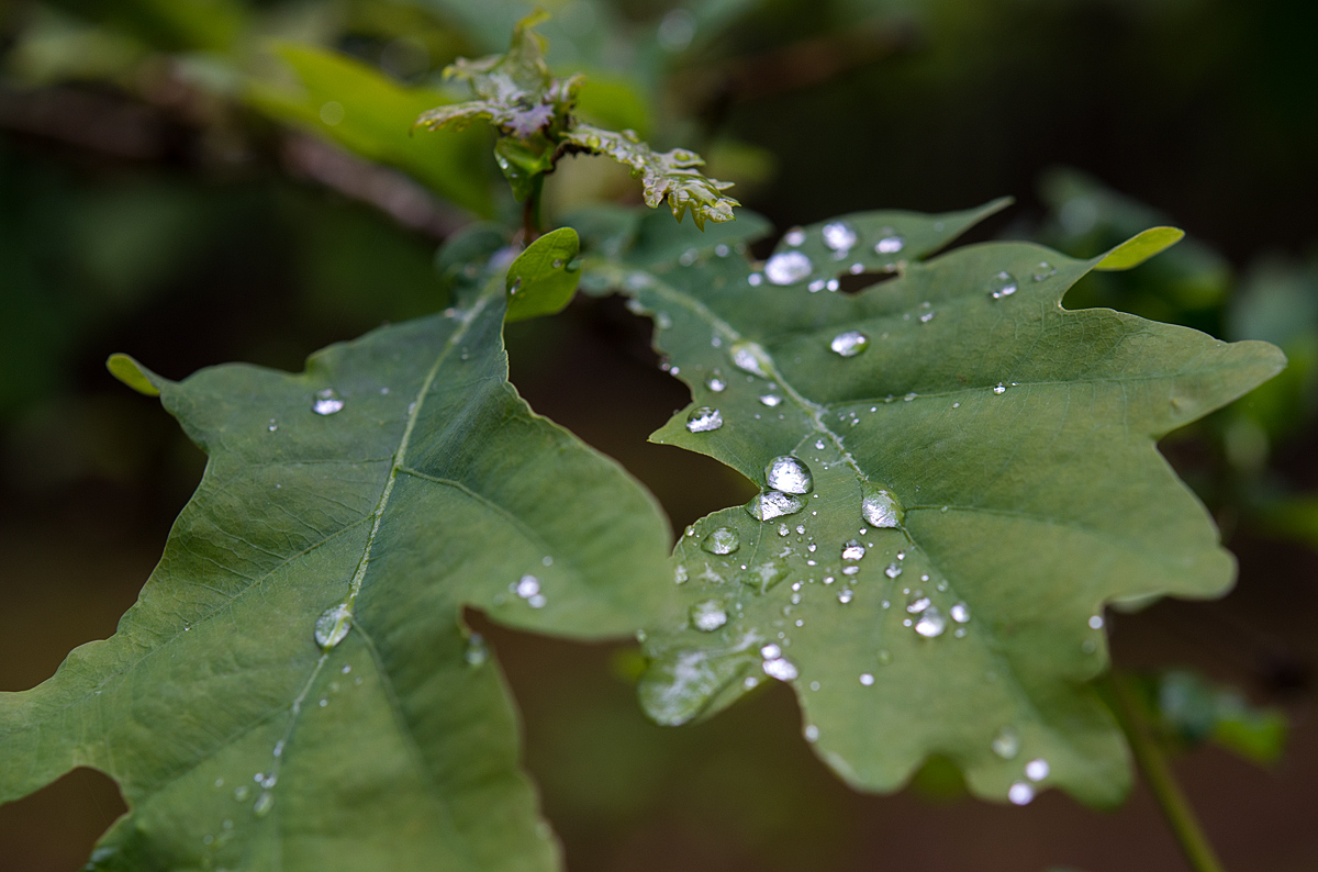 Nach dem Regen 3