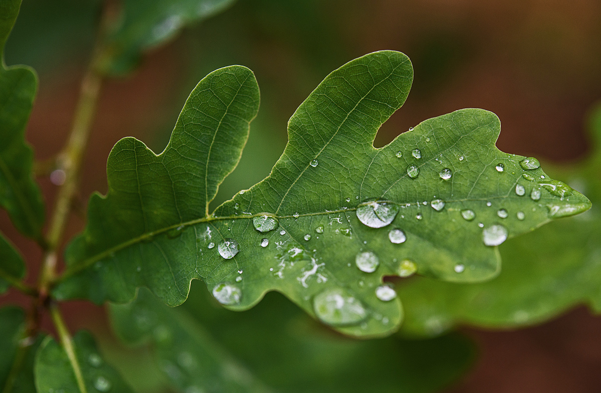 Nach dem Regen 4 1