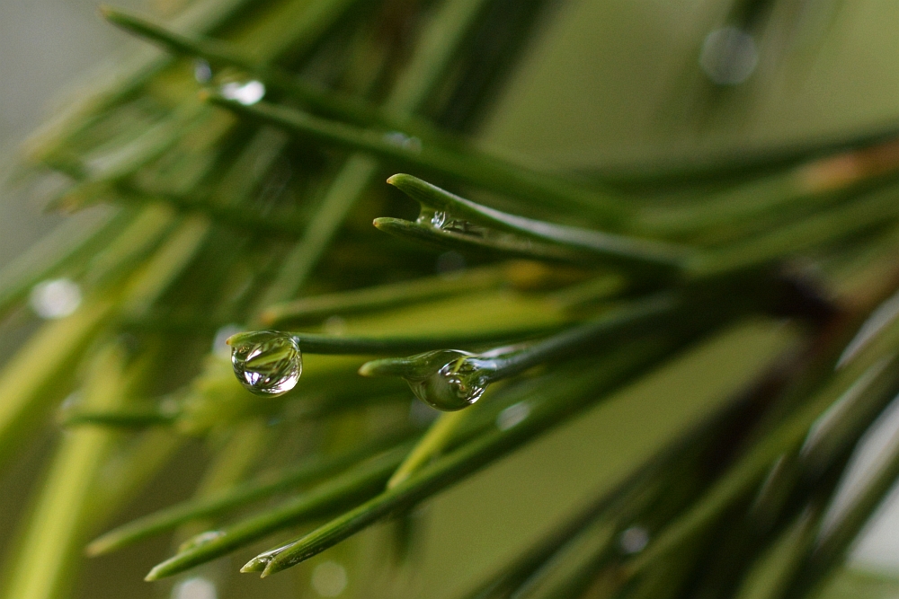 Nach dem Regen