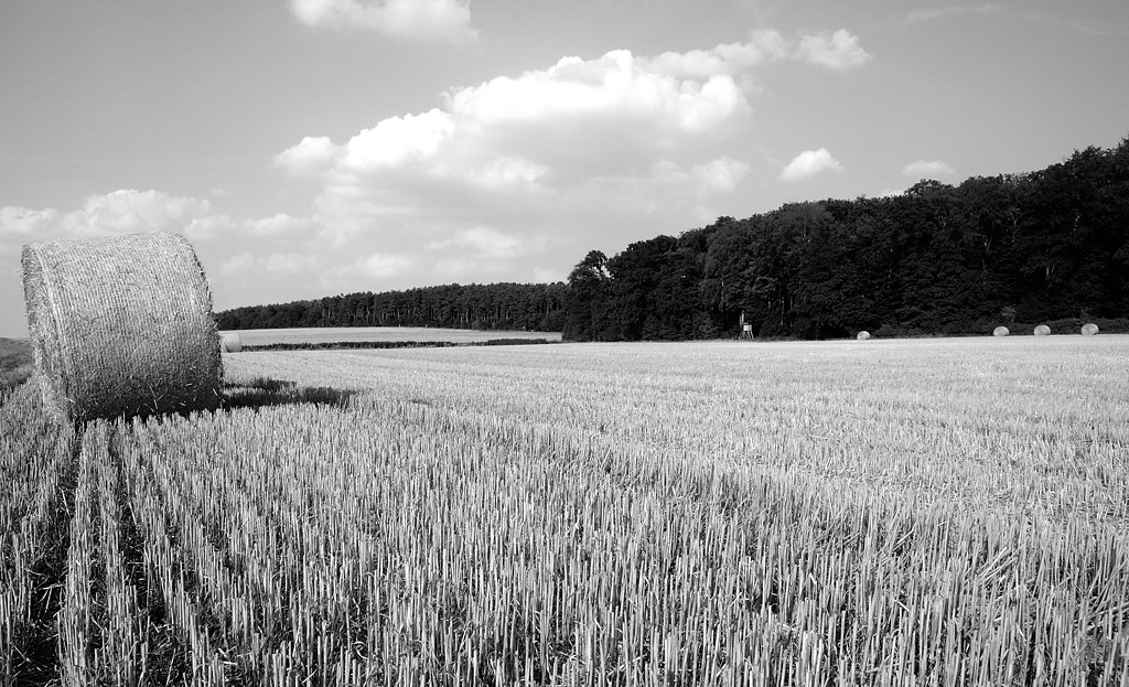 nach der Ernte ist vor dem Herbst