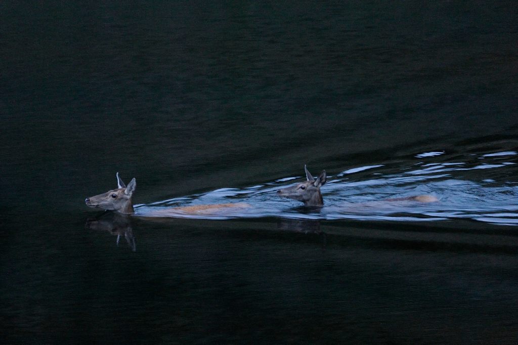 Nachtschwimmen