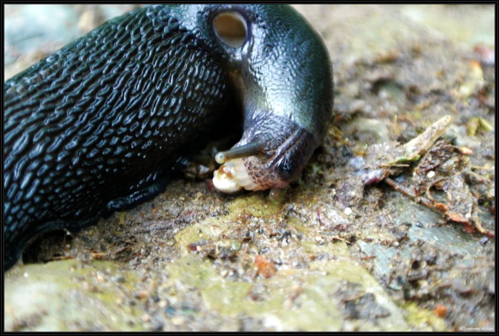 Nacktschnecke beim Madendinner