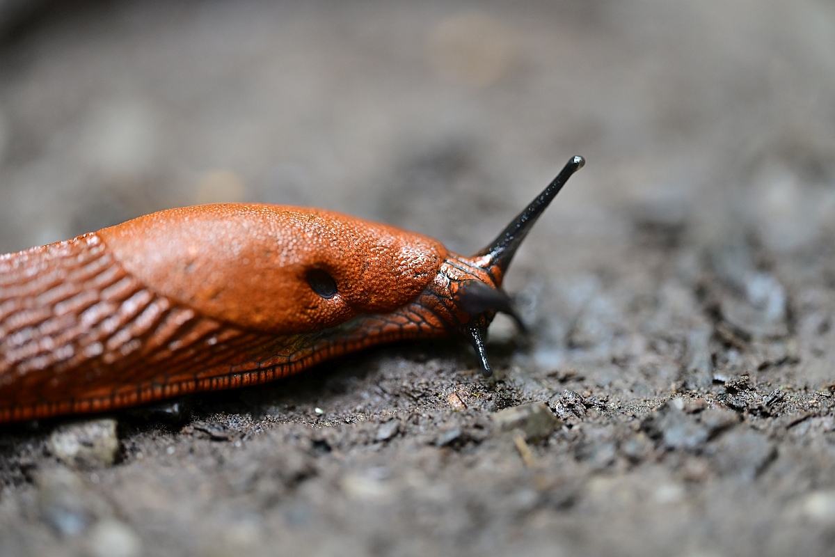 Nacktschnecke.jpg