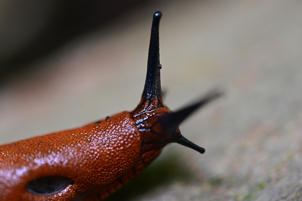 Nacktschnecke3.jpg