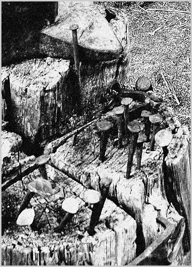 naegel 6