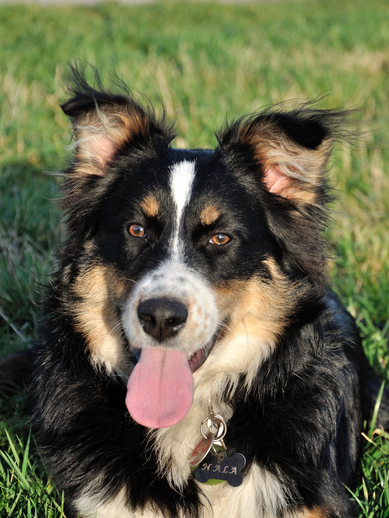 Nala bearbeitet