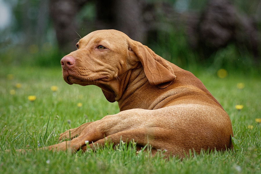 Nala I