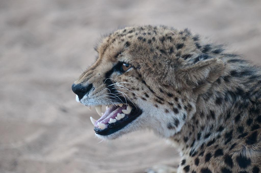 namibia 04
