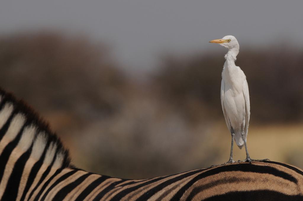 Namibia 09 28625